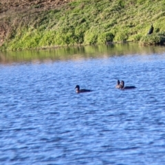 Aythya australis at Bonegilla, VIC - 4 Jul 2022