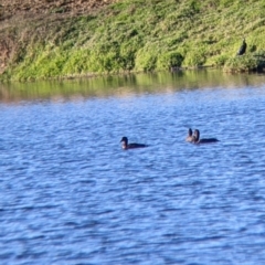 Aythya australis at Bonegilla, VIC - suppressed