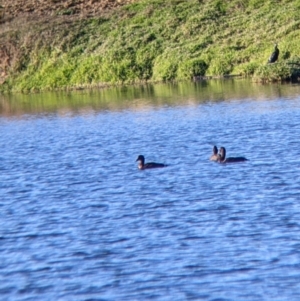 Aythya australis at Bonegilla, VIC - 4 Jul 2022