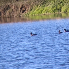 Aythya australis at Bonegilla, VIC - 4 Jul 2022