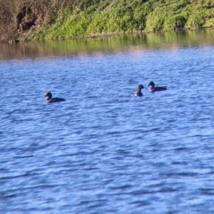 Aythya australis at Bonegilla, VIC - 4 Jul 2022