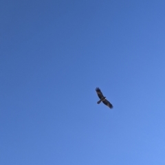 Haliastur sphenurus (Whistling Kite) at Wodonga - 4 Jul 2022 by Darcy