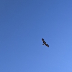 Haliastur sphenurus (Whistling Kite) at Bonegilla, VIC - 4 Jul 2022 by Darcy