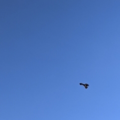 Haliastur sphenurus at Bonegilla, VIC - 4 Jul 2022