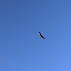 Haliastur sphenurus at Bonegilla, VIC - 4 Jul 2022