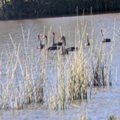 Cygnus atratus (Black Swan) at Wodonga - 4 Jul 2022 by Darcy