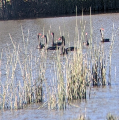 Cygnus atratus (Black Swan) at Wodonga - 4 Jul 2022 by Darcy