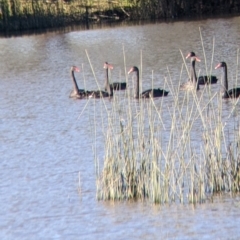 Cygnus atratus at Bonegilla, VIC - suppressed