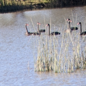 Cygnus atratus at Bonegilla, VIC - suppressed