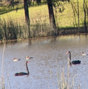 Cygnus atratus at Bonegilla, VIC - 4 Jul 2022