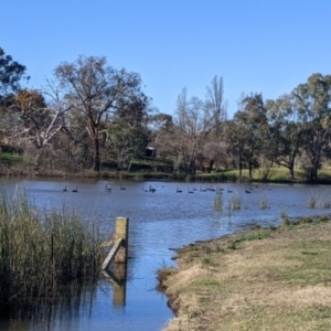 Cygnus atratus at Bonegilla, VIC - suppressed