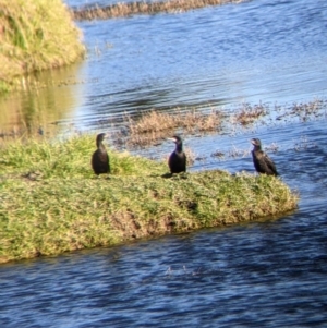 Phalacrocorax sulcirostris at Bonegilla, VIC - suppressed