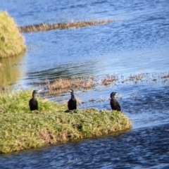 Phalacrocorax sulcirostris at Bonegilla, VIC - suppressed