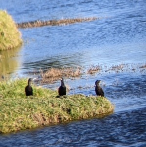 Phalacrocorax sulcirostris at Bonegilla, VIC - suppressed