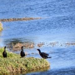 Phalacrocorax sulcirostris at Bonegilla, VIC - suppressed