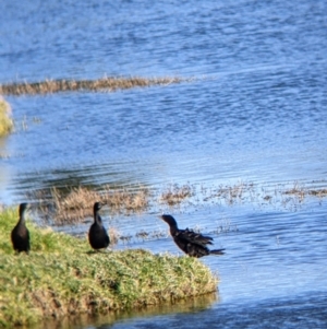 Phalacrocorax sulcirostris at Bonegilla, VIC - suppressed