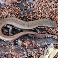 Morethia boulengeri (Boulenger's Skink) at Cook, ACT - 5 Jul 2022 by trevorpreston