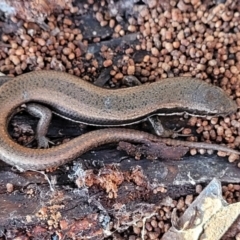 Morethia boulengeri (Boulenger's Skink) at Mount Painter - 4 Jul 2022 by trevorpreston