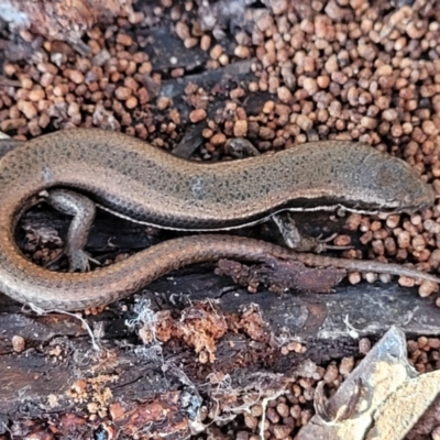 Morethia boulengeri (Boulenger's Skink) at Cook, ACT - 4 Jul 2022 by trevorpreston