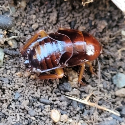 Unidentified Cockroach (Blattodea, several families) at Cook, ACT - 4 Jul 2022 by trevorpreston