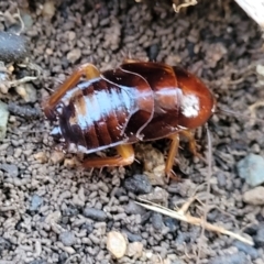Unidentified Cockroach (Blattodea, several families) (TBC) at Cook, ACT - 4 Jul 2022 by trevorpreston