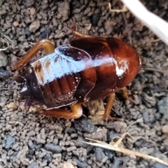 Blattidae sp. (family) at Cook, ACT - 5 Jul 2022 08:05 AM