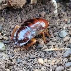 Blattidae sp. (family) at Cook, ACT - 5 Jul 2022 08:05 AM