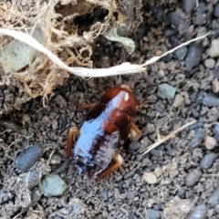 Blattidae sp. (family) at Cook, ACT - 5 Jul 2022 08:05 AM