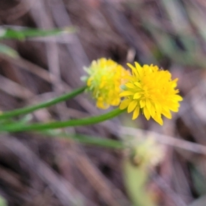 Calotis lappulacea at Cook, ACT - 5 Jul 2022