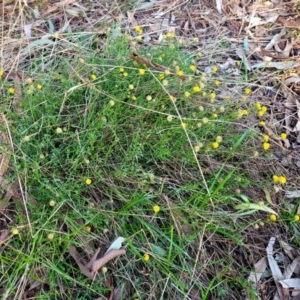 Calotis lappulacea at Cook, ACT - 5 Jul 2022