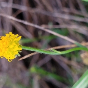 Calotis lappulacea at Cook, ACT - 5 Jul 2022