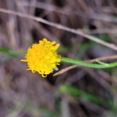 Calotis lappulacea at Cook, ACT - 5 Jul 2022