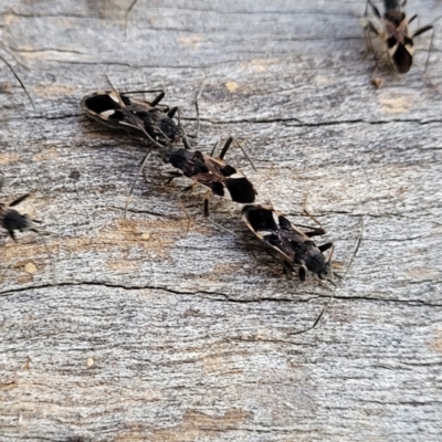 Dieuches maculicollis (Black-and-white seed bug) at Mount Painter - 4 Jul 2022 by trevorpreston