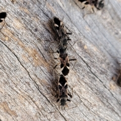 Dieuches sp. (genus) at Cook, ACT - 5 Jul 2022 07:49 AM