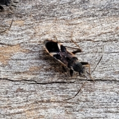 Dieuches sp. (genus) at Cook, ACT - 5 Jul 2022 07:49 AM