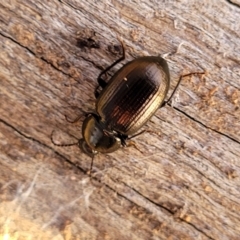 Adelium brevicorne (Bronzed field beetle) at Cook, ACT - 5 Jul 2022 by trevorpreston
