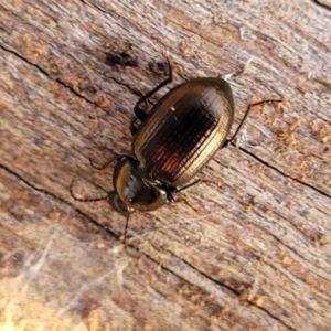 Adelium brevicorne at Cook, ACT - 5 Jul 2022 07:49 AM