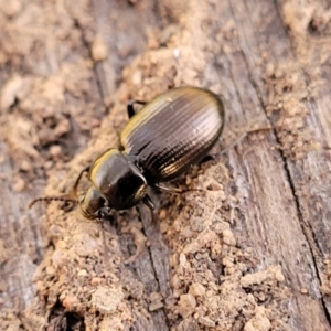 Adelium brevicorne at Cook, ACT - 5 Jul 2022 07:49 AM