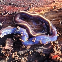 Caenoplana coerulea (Blue Planarian, Blue Garden Flatworm) at Mount Painter - 4 Jul 2022 by trevorpreston