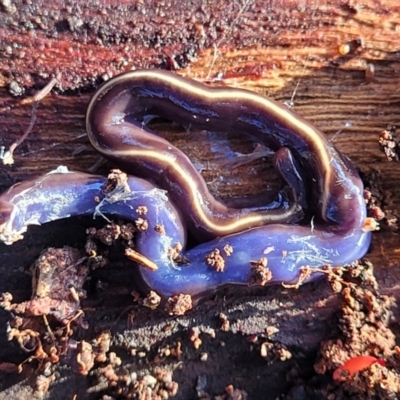 Caenoplana coerulea (Blue Planarian, Blue Garden Flatworm) at Cook, ACT - 4 Jul 2022 by trevorpreston