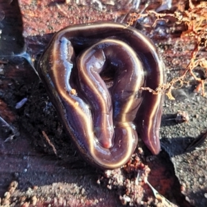 Caenoplana coerulea at Cook, ACT - 5 Jul 2022