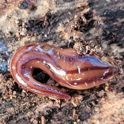 Anzoplana trilineata (A Flatworm) at Cook, ACT - 5 Jul 2022 by trevorpreston