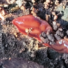 Anzoplana trilineata at Cook, ACT - 5 Jul 2022