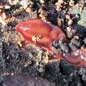 Anzoplana trilineata at Cook, ACT - 5 Jul 2022