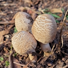 Macrolepiota clelandii (Macrolepiota clelandii) at Mount Painter - 4 Jul 2022 by trevorpreston