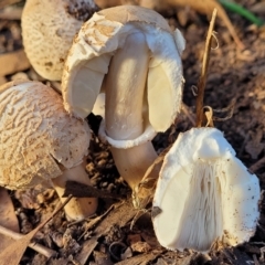 Macrolepiota clelandii at Cook, ACT - 5 Jul 2022