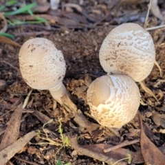 Macrolepiota clelandii at Cook, ACT - 5 Jul 2022 07:54 AM