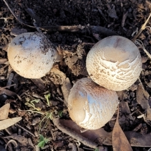 Macrolepiota clelandii at Cook, ACT - 5 Jul 2022