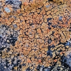 Caloplaca sp. (Firedot Lichen) at Mount Painter - 4 Jul 2022 by trevorpreston