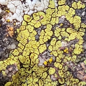 Acarospora citrina at Cook, ACT - 5 Jul 2022 08:00 AM